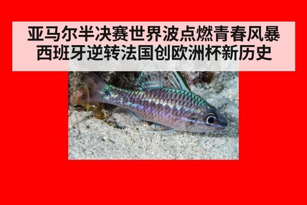 亚马尔半决赛世界波点燃青春风暴西班牙逆转法国创欧洲杯新历史